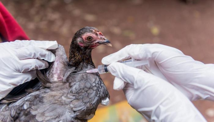 تسجيل أول إصابة بـ"أنفلونزا الطيور" في روسيا
