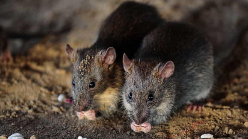 بالفيديو: هجوم مخيف لآلاف الفئران على ولاية استرالية