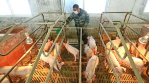 تفشي حمى الخنازير في الصين