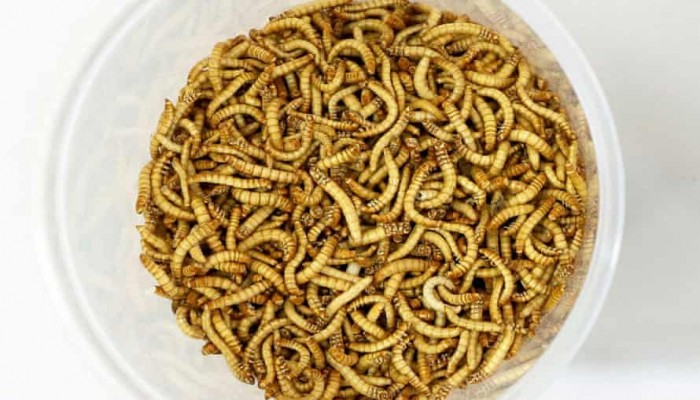 قرار من الاتحاد الأوروبي بطرح نوع من الحشرات للاستهلاك الغذائي