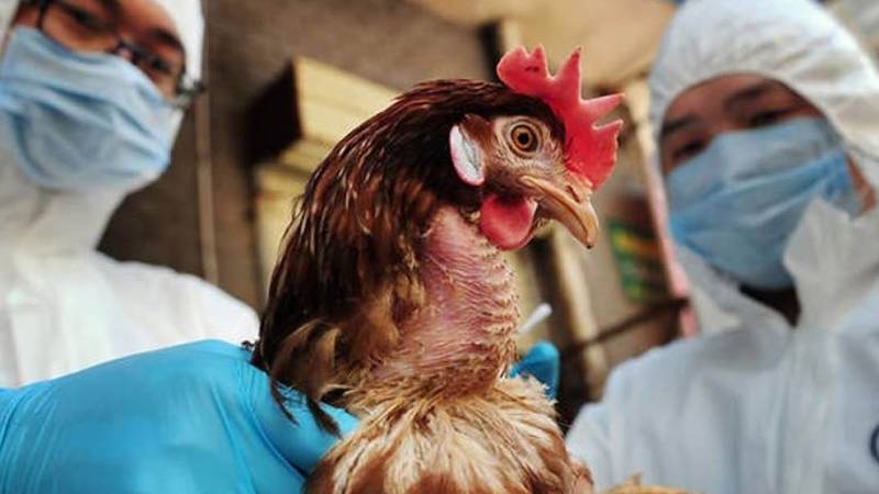 الصين تسجل أول إصابة بشرية بسلالة "H10N3" من إنفلونزا الطيور
