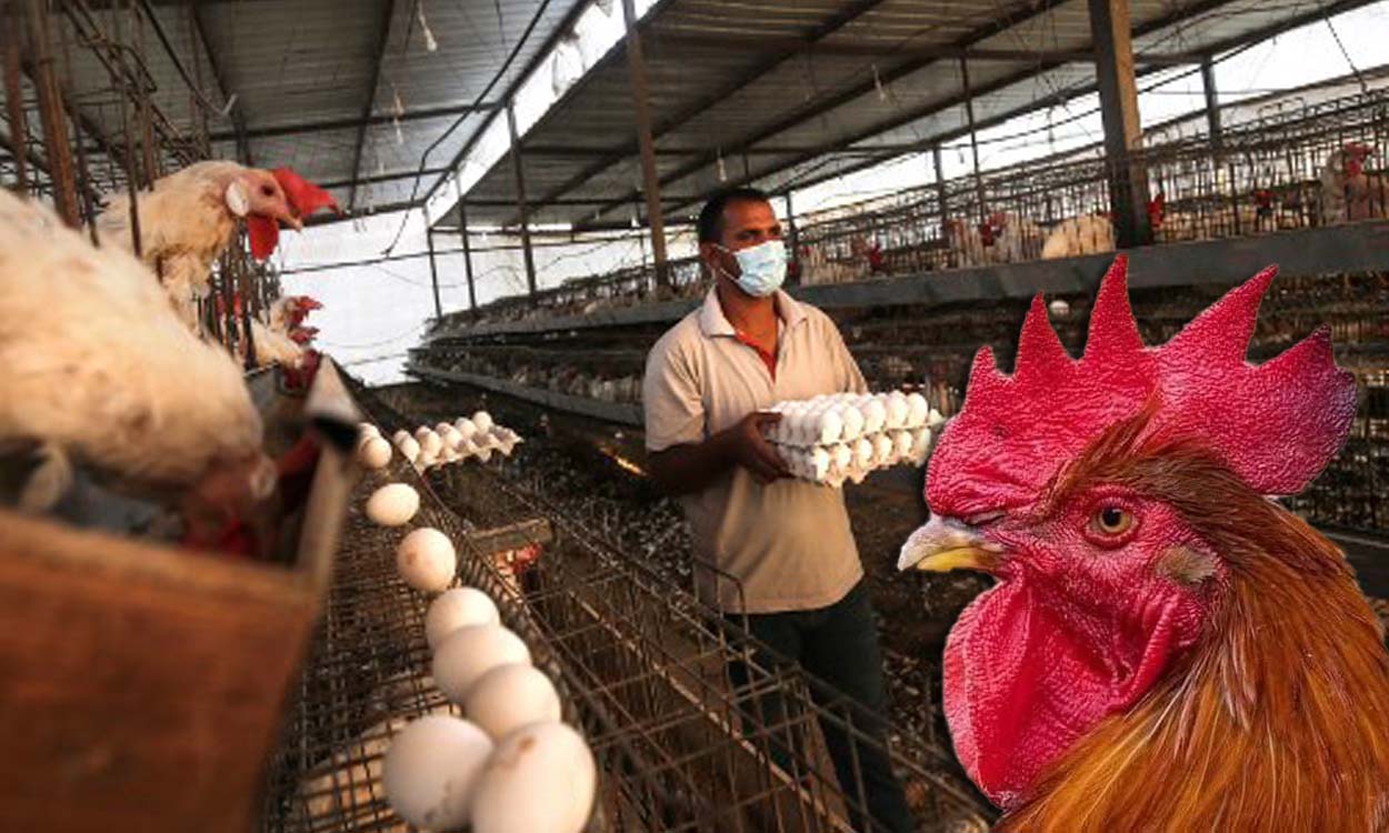 الدجاج مهدّد بالانقراض في إحدى الدول العربية
