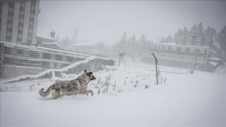 ماهي قصة تجمد حيوانات من شدة البرد في تركيا؟