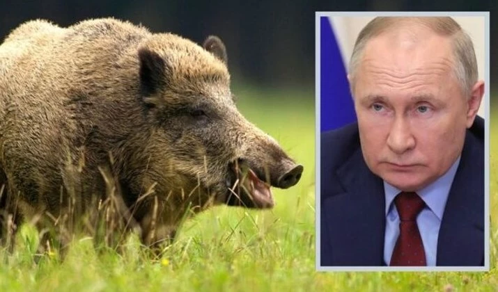 الخنزير بوتين
