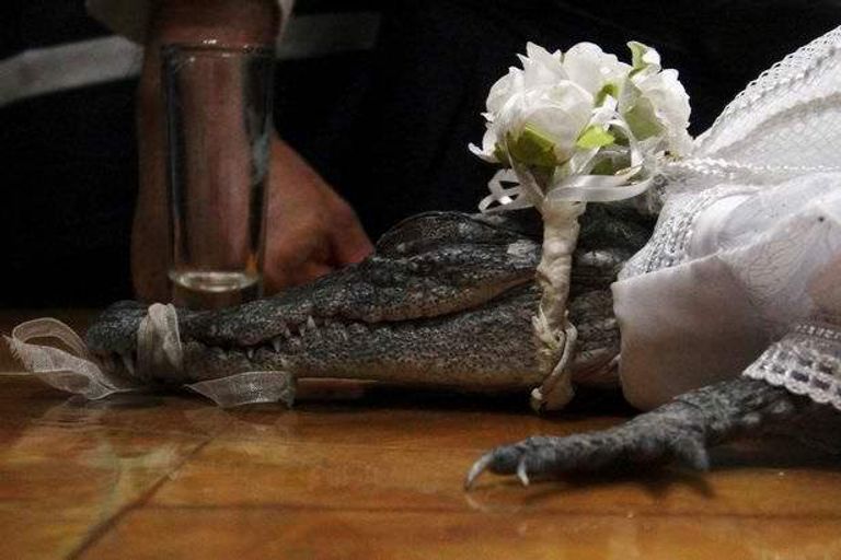 زواج تمساح