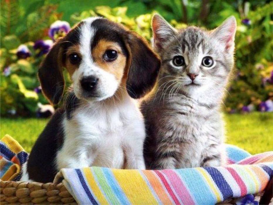 بدء سريان قانون حظر بيع القطط والكلاب في تركيا