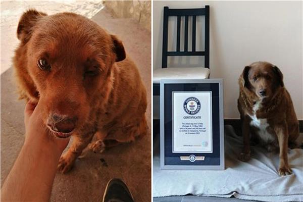 "بوبي" الكلب: الكائن الأقدم في العالم يرحل في سن الـ 31 في البرتغال