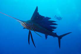 ويذكر أن هذا النوع من الأسماك الشراعية، يصنف من الأسماك البحرية المفترسة ذات الزعانف الشعاعية من فصيلة أسماك الخرمان،