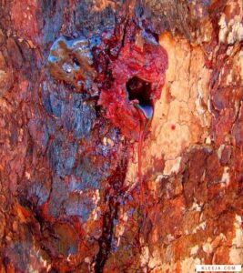 "شجرة الساج البري: النسغ الأحمر واستخداماتها السحرية في إفريقيا"