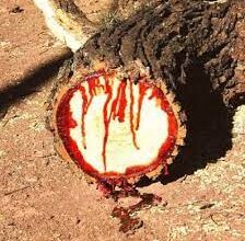 "شجرة الساج البري: النسغ الأحمر واستخداماتها السحرية في إفريقيا"